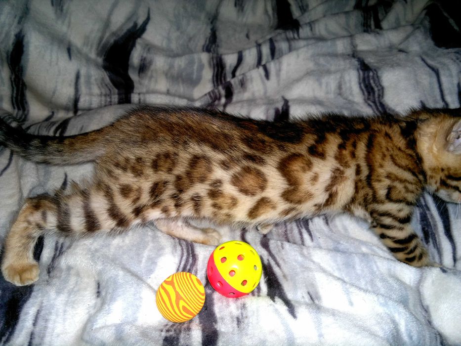 Чистокровна бенгальська дівчинка BENn24