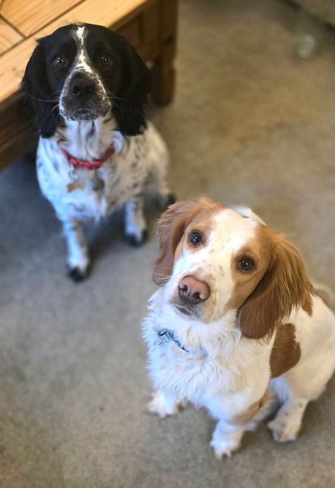 Piękny piesek *beagle x cocker spaniel angielski*