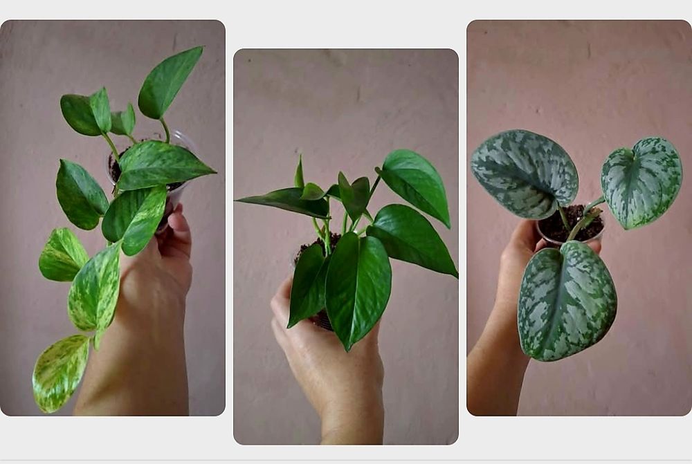 Набор сциндапсус 3 сорта