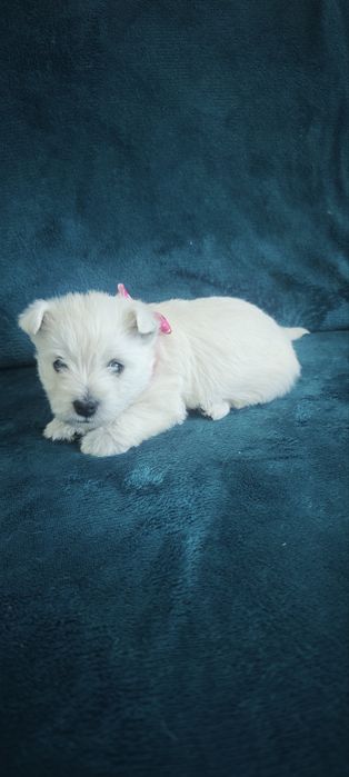West highland white terrier