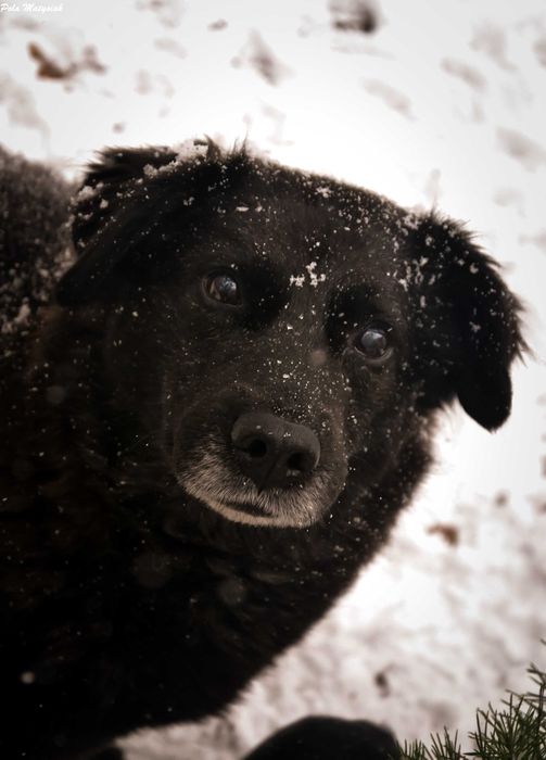 Bratek w 2019 roku  został złapany na polu