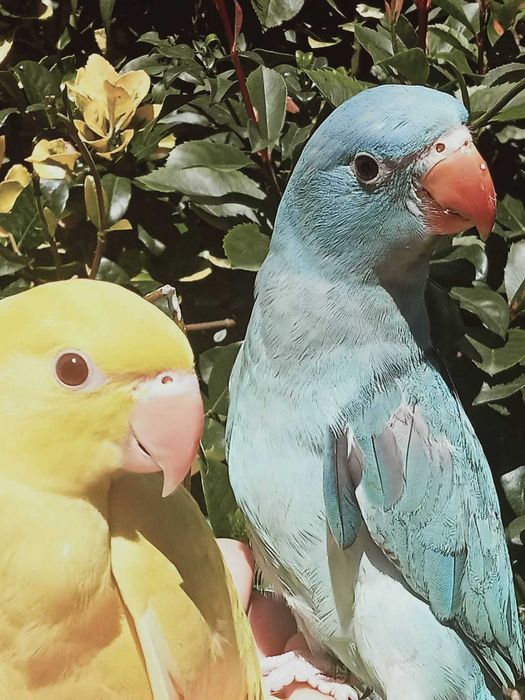 Ring neck domesticados
