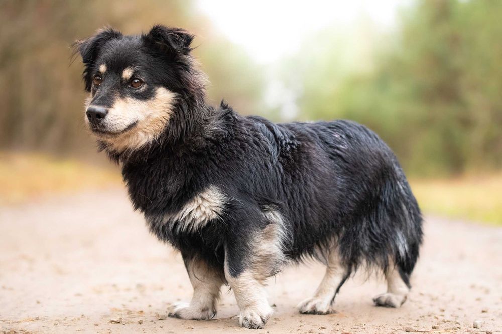 Lawa - piękna, mała suczka szuka swojej rodziny