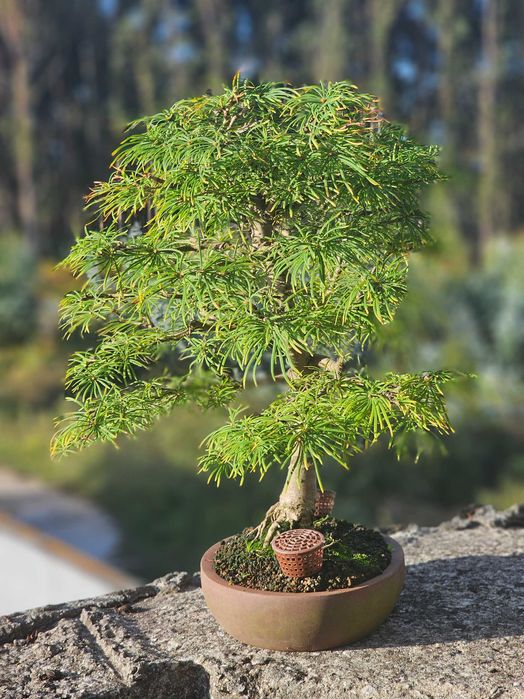 Bonsai pseudolarix 22 anos