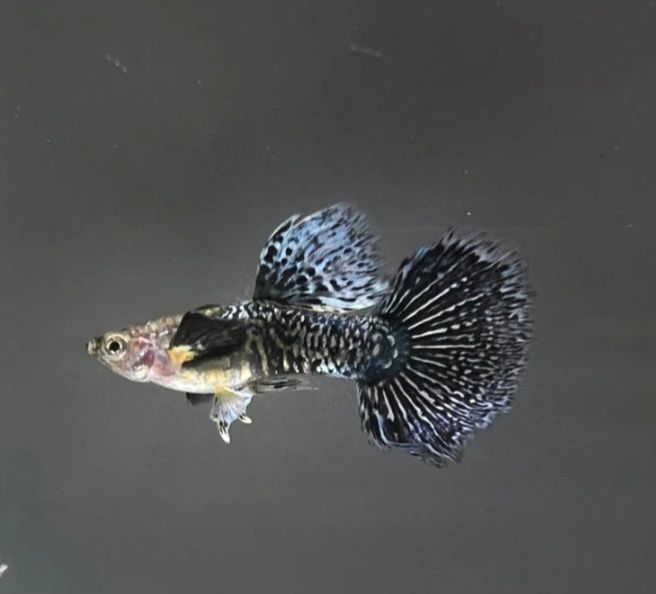 Guppy linhagens Ss Dragon