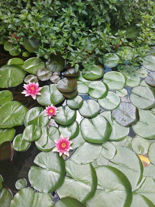 Nenúfar Rosa (Nymphaea) — Divisões para Lago | Várias Unidades