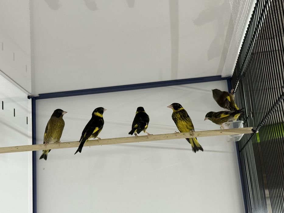 Lote varias especies de Verdilhao “ Chloris”