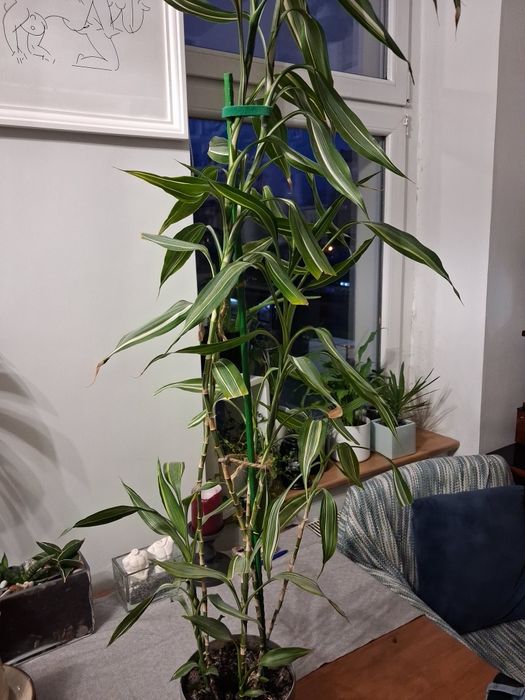 Dracena sanderiana