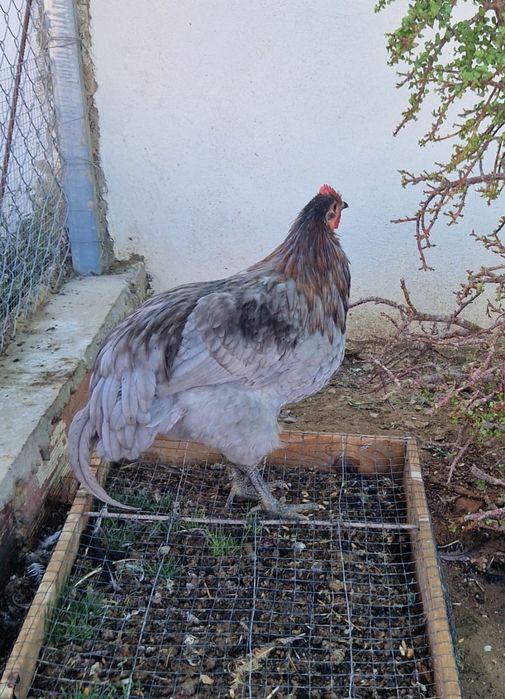 Vendo galo Ameraucana