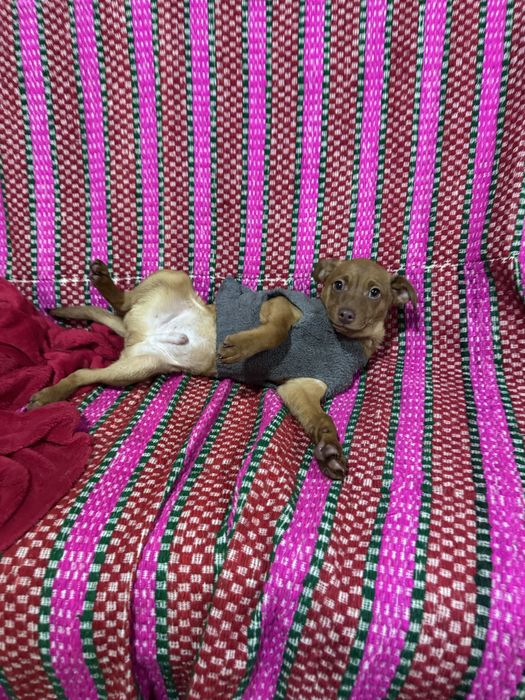 Julio - 4 meses e meio, 4kg (6kg em adulto)