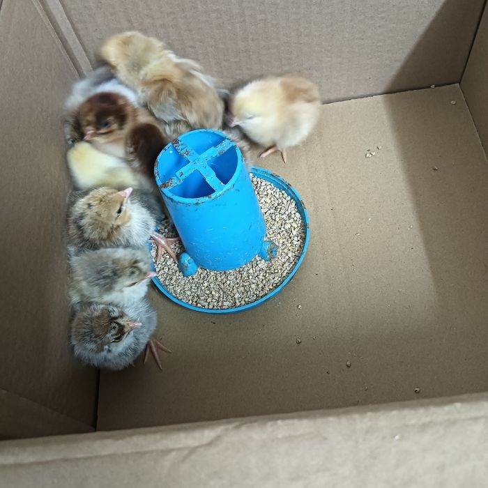 Pintos (1 mês) de alta qualidade