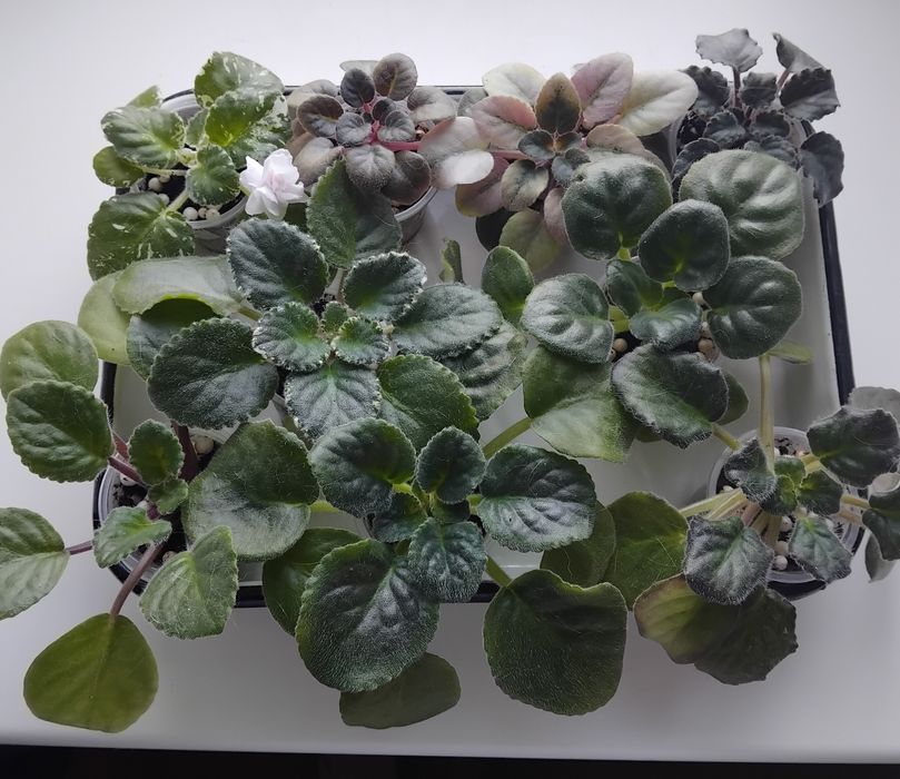 Продам  фіалки,по 45 грн