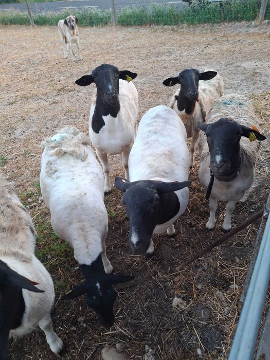 Ovinos das Raças,  Berouchon du Cher, e Dorper Branco