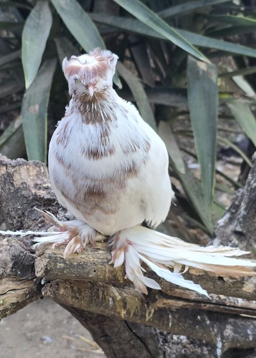 Pombos cambalhota tambores cabeleiras e frisados