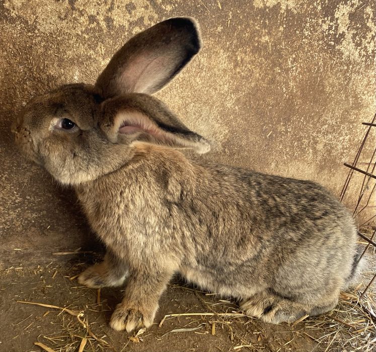 Samica krolik szara