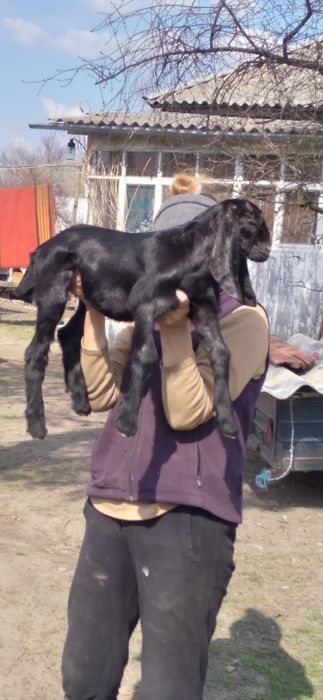 Продам козенят коморі нубійської породи