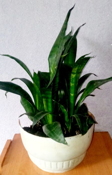 Сансивьера. Сансивьера ханна. Аглаонема. Антуриум.