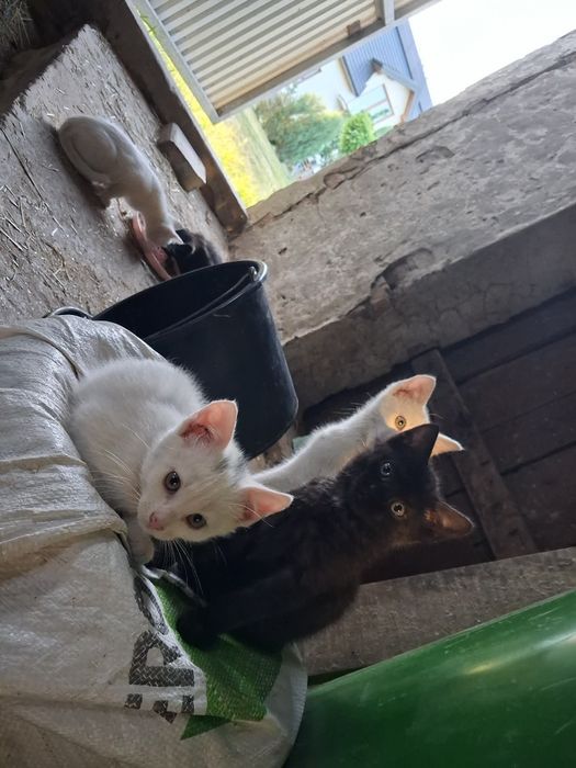 Oddam kotki w dobre ręce