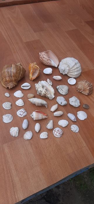 Ракушки для акваріуму