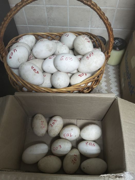 Инкубационное яйцо гуся Датский Легарт..