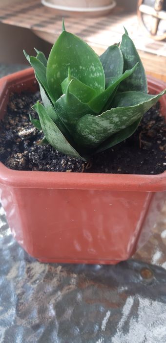 Продам гарні вазонки