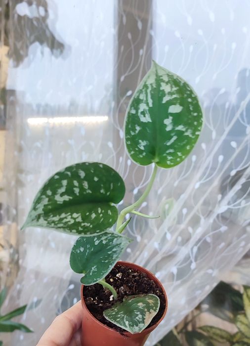 Сциндапсуси, Епіпремнуми Піктус, Требі, Марбл, Неон, Н Джой, Хеппі ліф