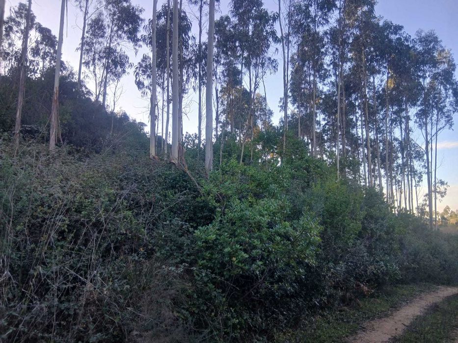 Terreno - Eucaliptal