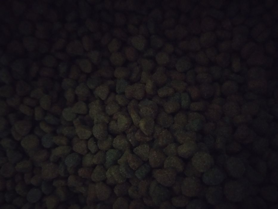 Sucha karma dla kotów