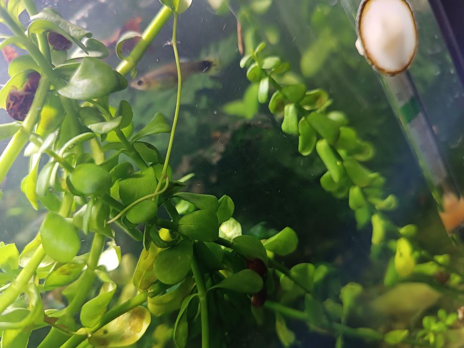 Акваріумні рослини, пересилаю зручною для вас поштою