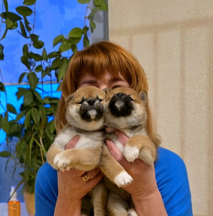 Шибаіну,цуценята  Ксу