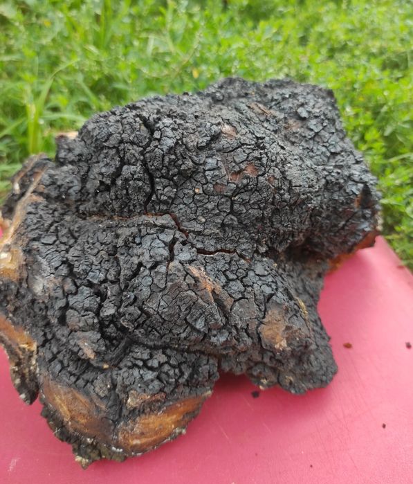 ЧАГА березовий гриб