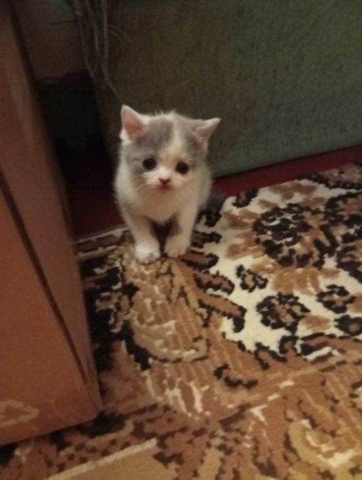 шотландские чистокровные котята