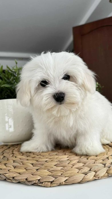 Śliczny Piesek Maltańczyk z Rodowodem Chipem