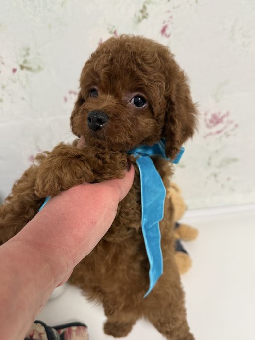 Маленький сладунчик