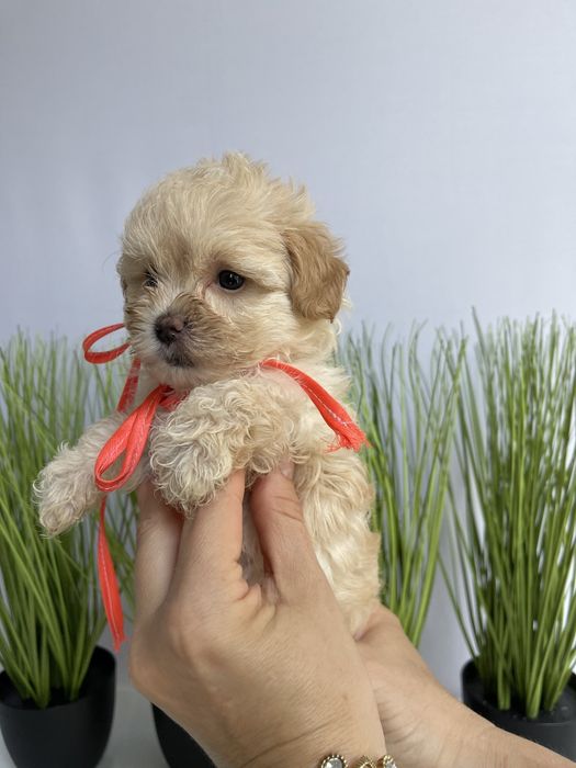 VIP Мальтипу F1  ваш найкращий подарунок літа