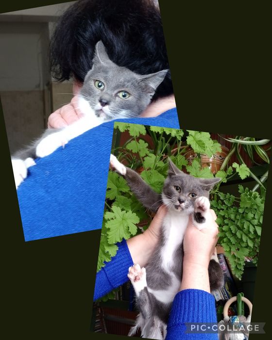 Кошеня хлопчик в пошуках дому