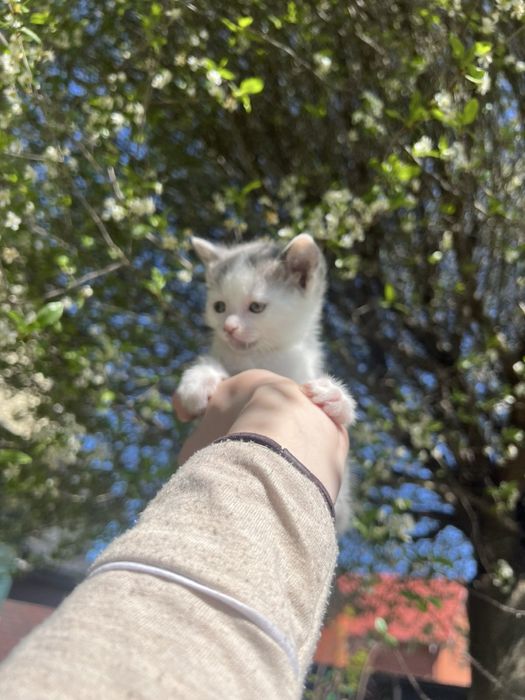 Віддам когенят у добрі руки