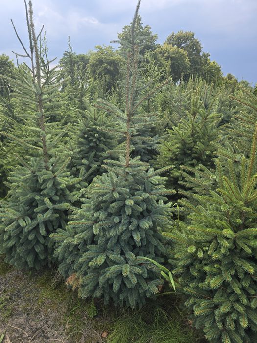 Świerk Srebrny 40-120 cm swierk kłując niebieski jodła leśny serbski