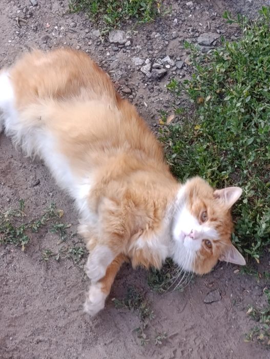 Гарний, ласкавий,  котик-хлопчик терміново шукає Люблячу Сім'ю
