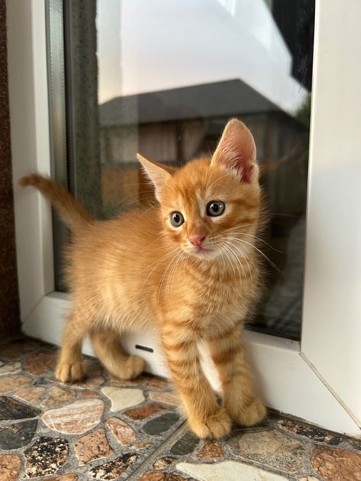 Руденьке щастя шукає дім