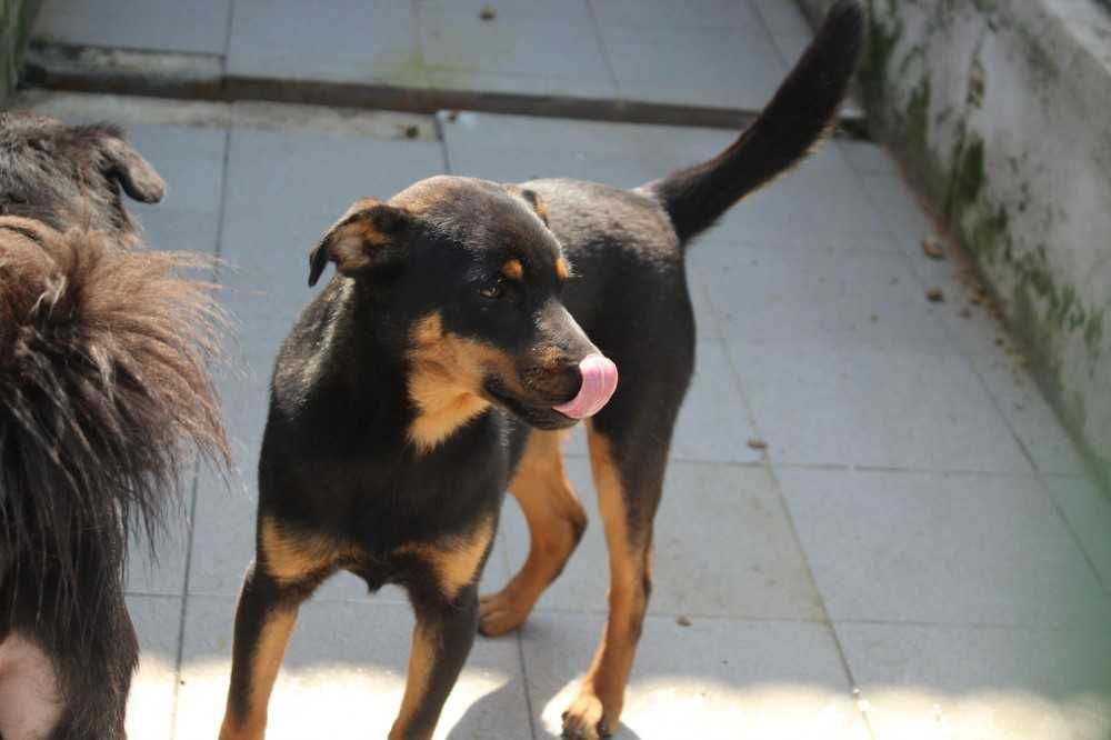 004626 Buc do adopcji