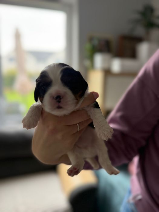 Cavalier King Charles Spaniel