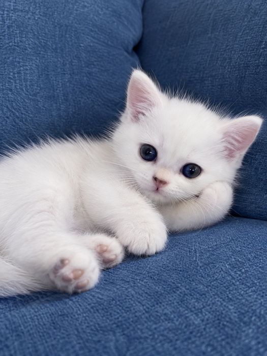 Кошенята  британська срібляста шиншила /Котята британская серебристая