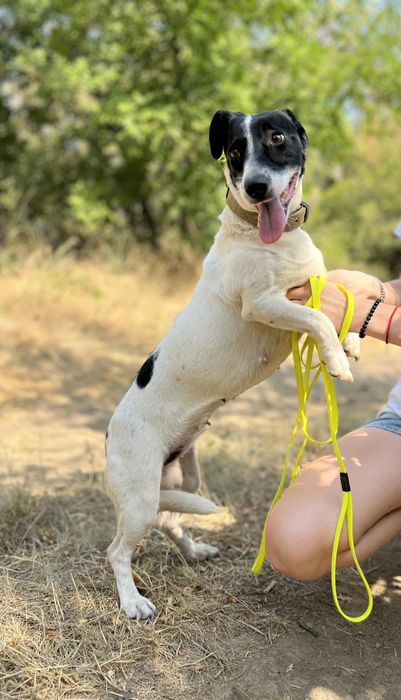 Отдам даром в добрые руки собачку метис мелкой породы