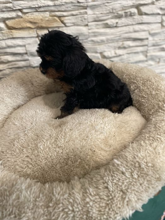 Cavapoo cavalier pudel sunia