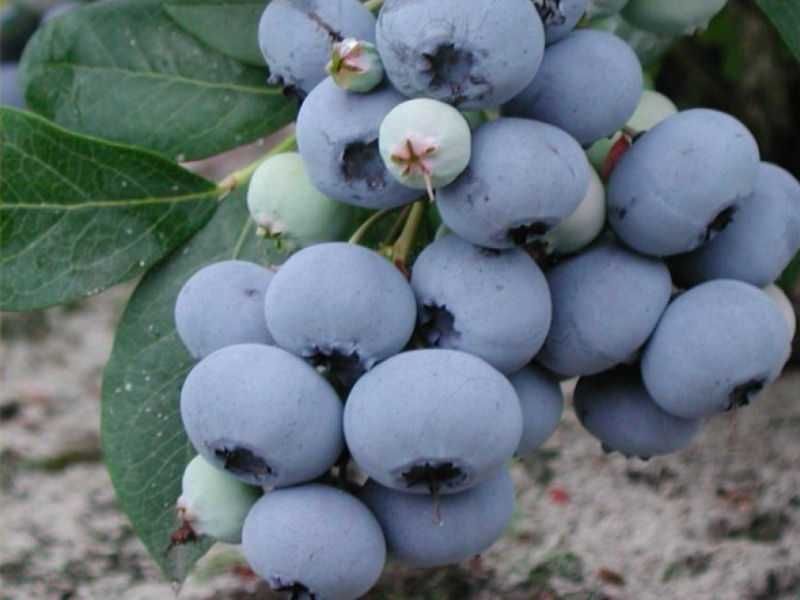 Borówka Amerykańska 5 LETNIA - 60-100 CM Różne odmiany