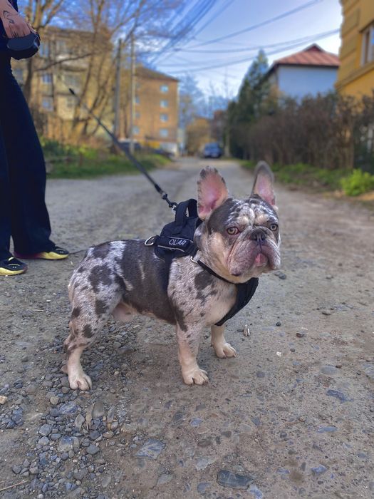 Бульдог Вʼязка Lilac Merle Tan док AKU тести