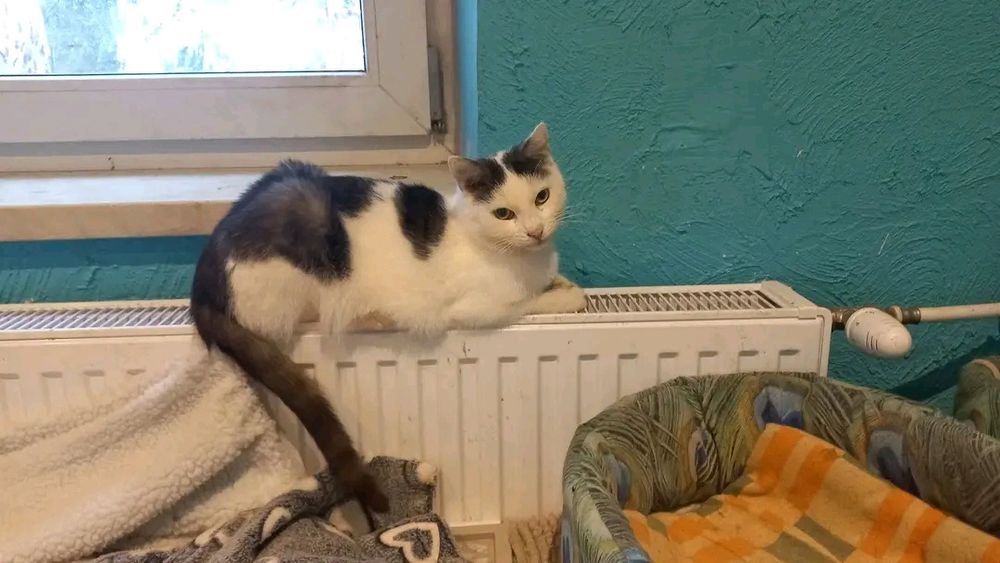 Dwa kotki z deformacjami łapek, ozdrowieńcy z FIP