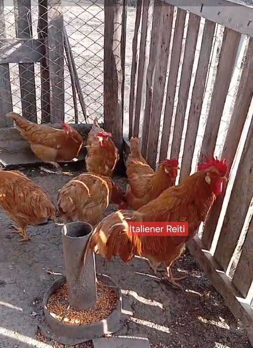 Інкубаційне яйце курей італійська несучка