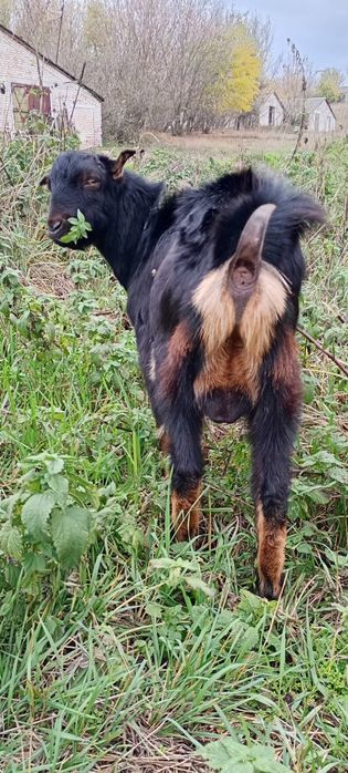 Козлик мама Ламанча батько Нубокаморі